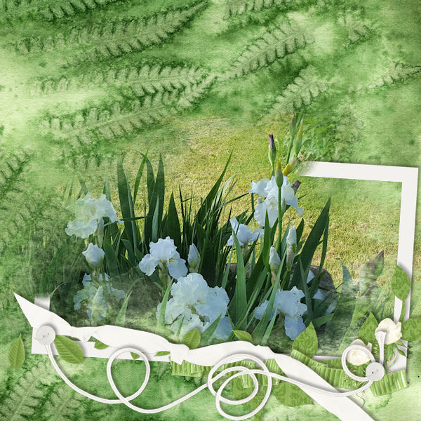 Lilies