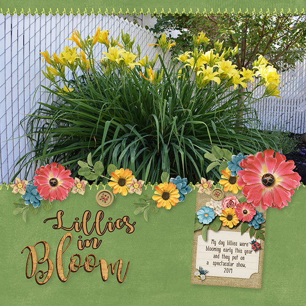 Lillies in Bloom