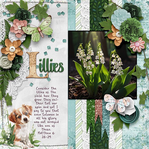 Lillies