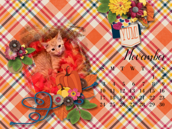 Lily Nov. 2019
