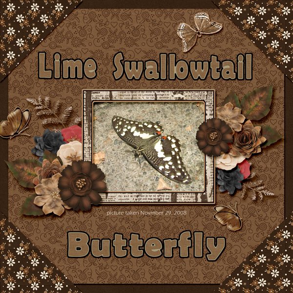 Lime Swallowtail Butterfly small.jpg