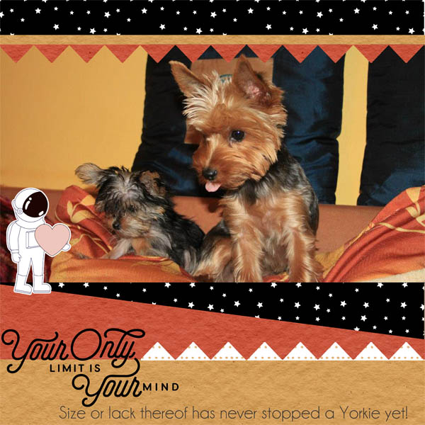 Limitless Yorkies