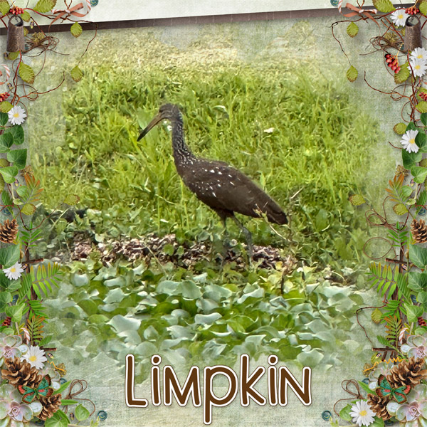 Limpkin