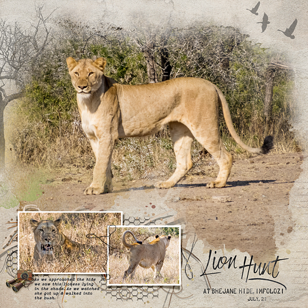 Lion Hunt at Bhejane Hide page 1