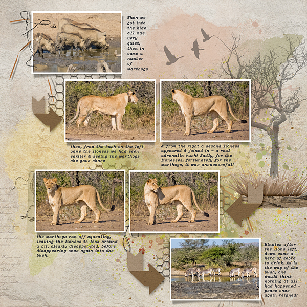 Lion Hunt at Bhejane Hide Page 2