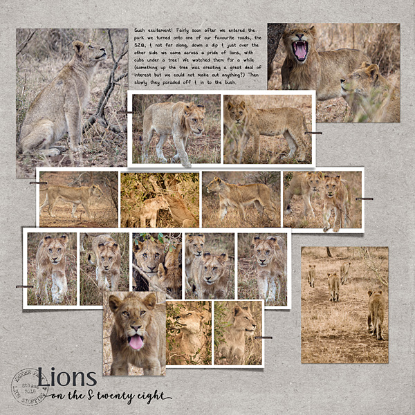 Lion Sighting No 4