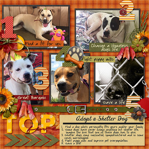 List It - Adopt a Shelter Dog