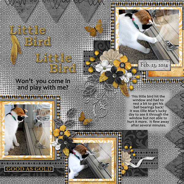 Little Bird Little Bird