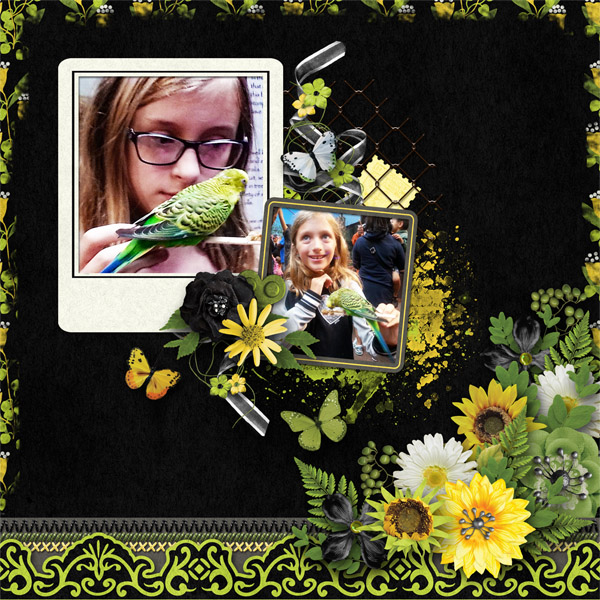 Little Bird