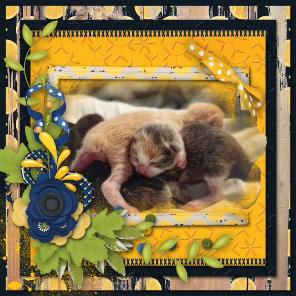 Little bittys