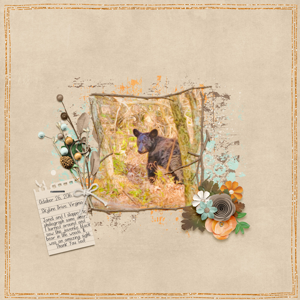 Little Black Bear