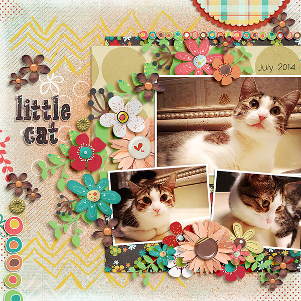 little cat