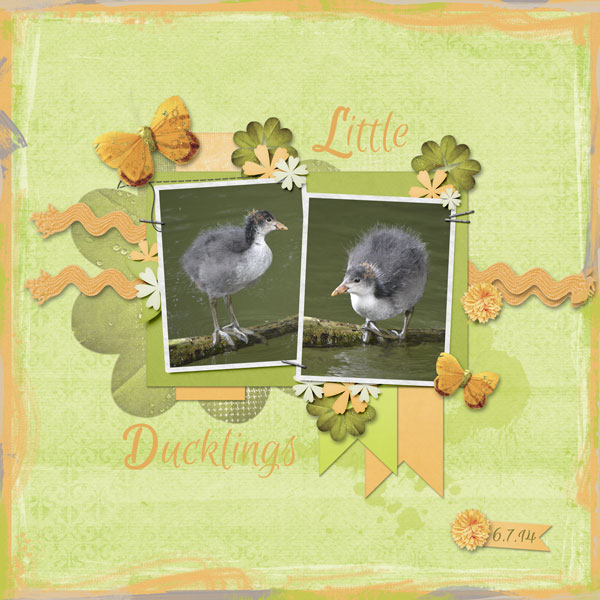 little ducklings