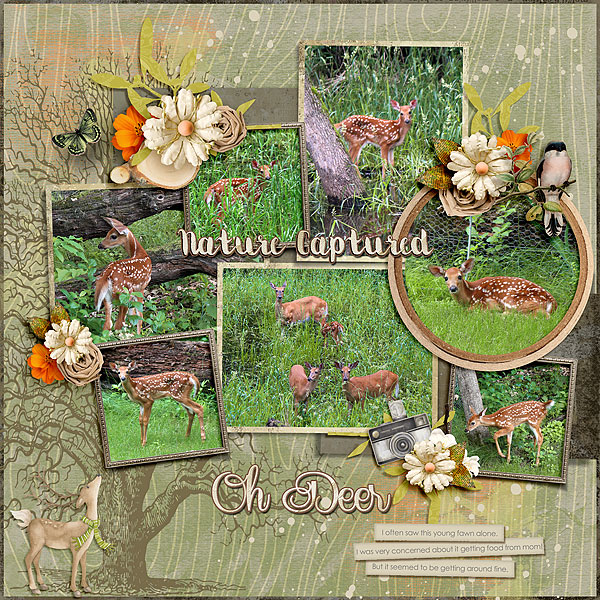 Little Fawn