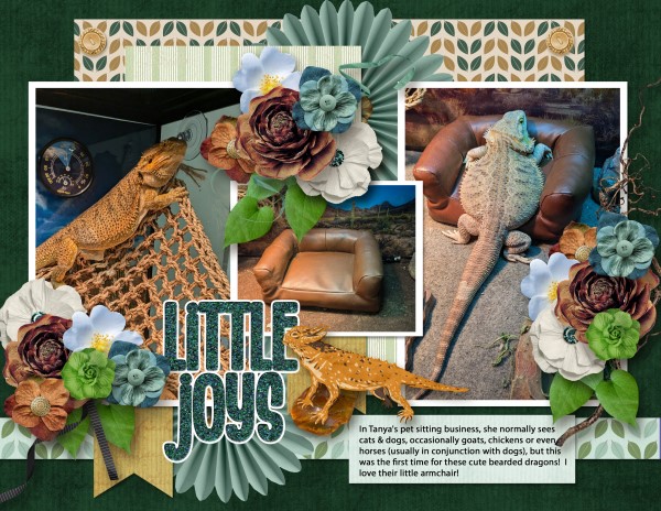 Little Joys - Bearded Dragons