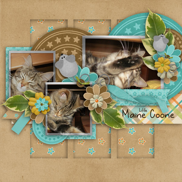 Little Maine Coone