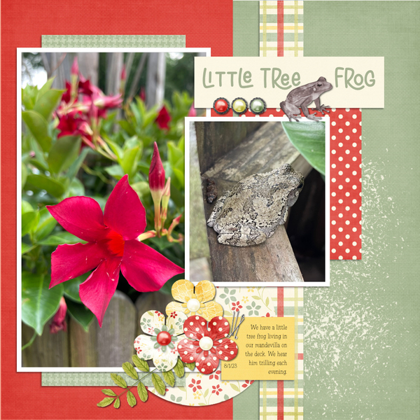 Little Tree Frog 8-1-23