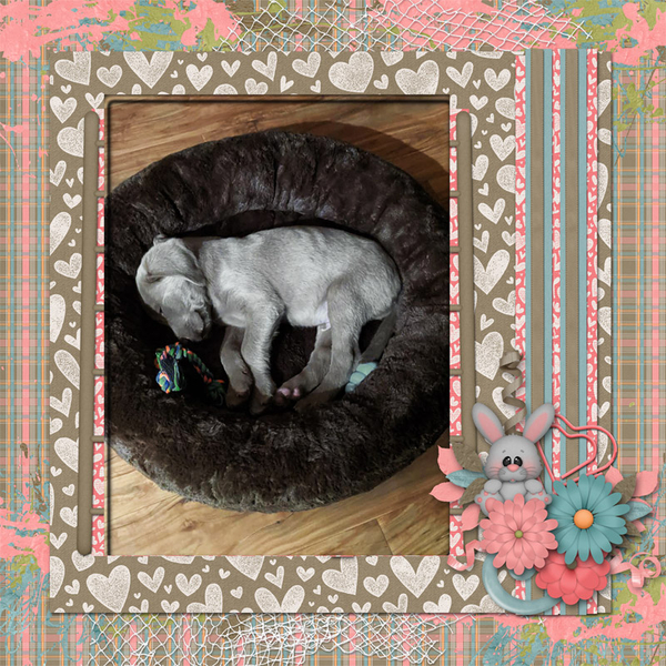 Little_Pets_GS