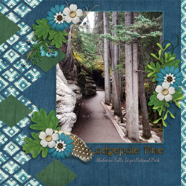 Lodgepole Pine