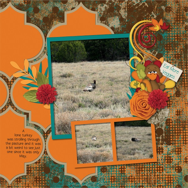 Lone Turkey