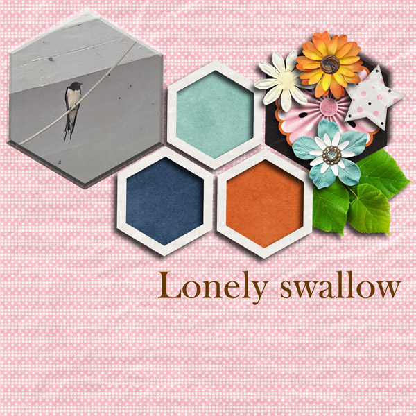 Lonely swallow