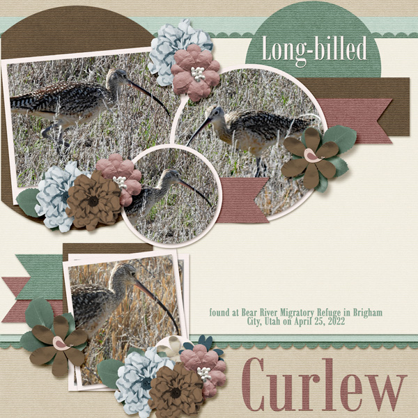 long-billed-curlew