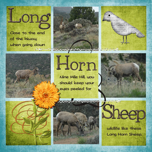 Long Horn Sheep