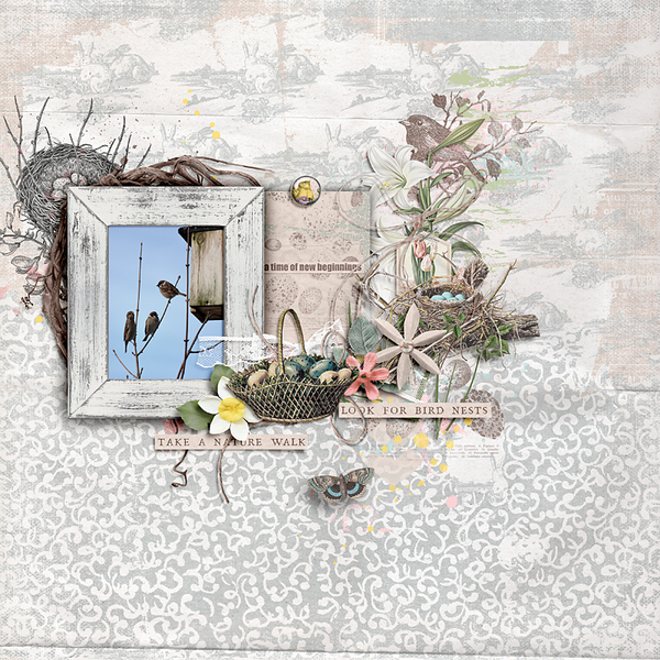 Look for bird nests