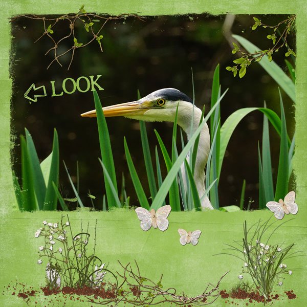 Look