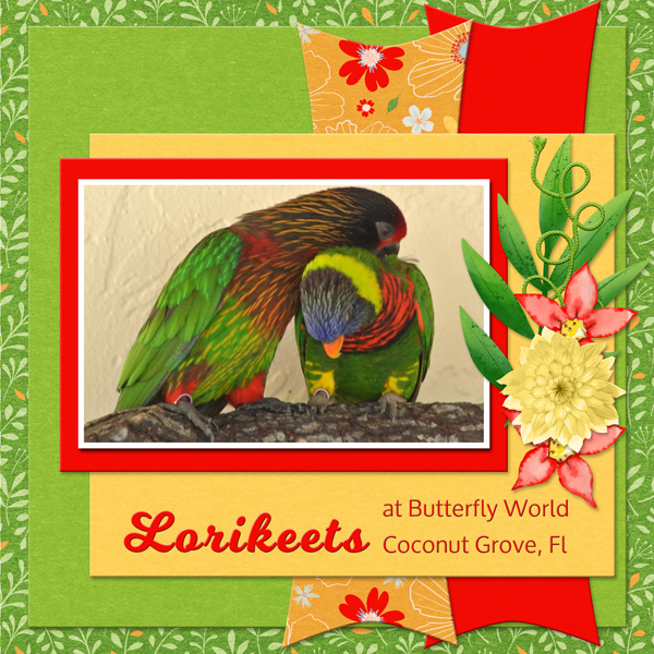 Lorikeets at Butterfly World