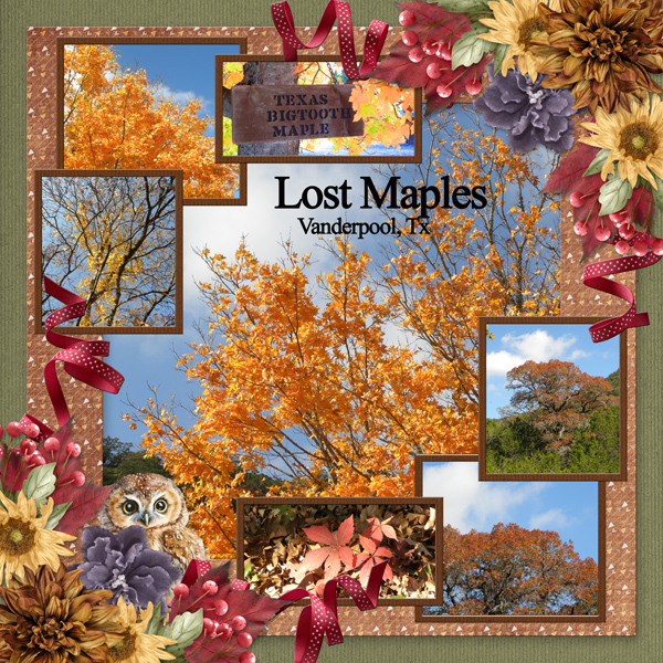 Lost Maples