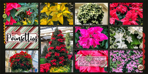 Lots of Poinsettias