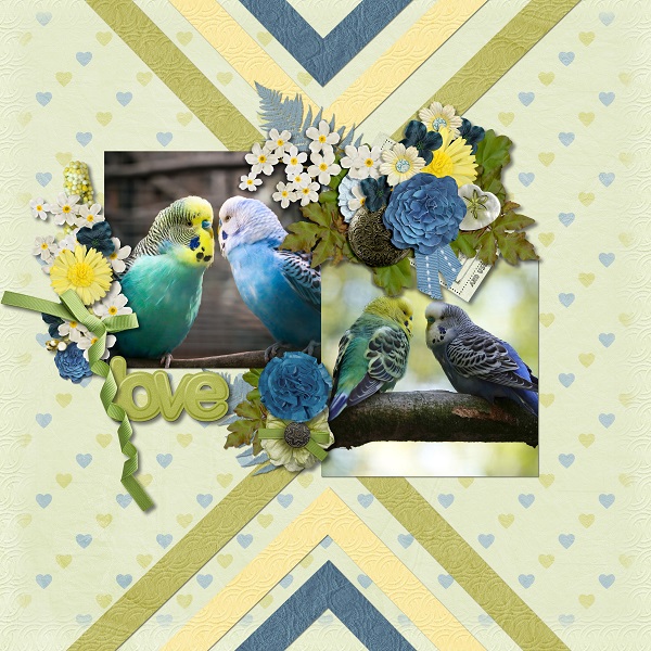 Love birds