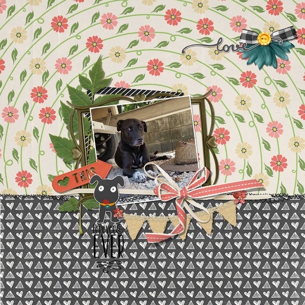love miss dog