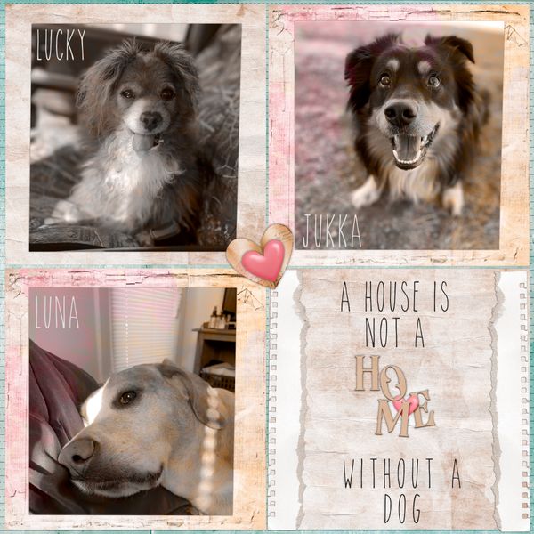 Love My Dogs