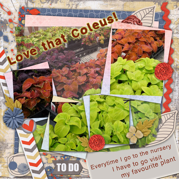 Love That Coleus