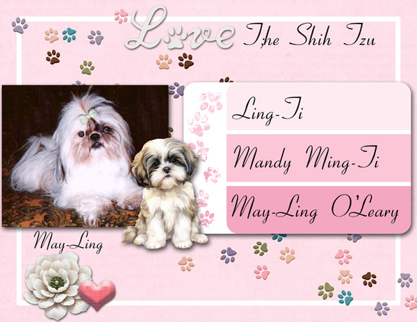 Love The Shih Tzu