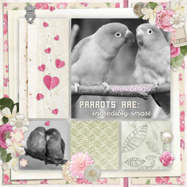 Lovebirds4