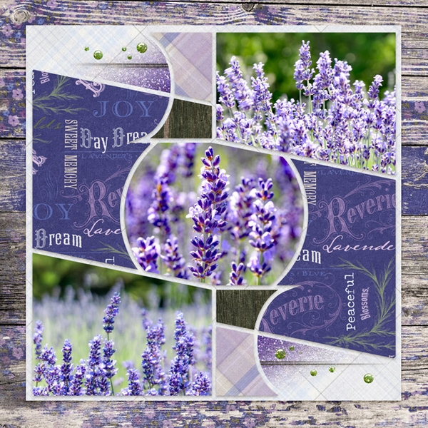 Lovely Lavender