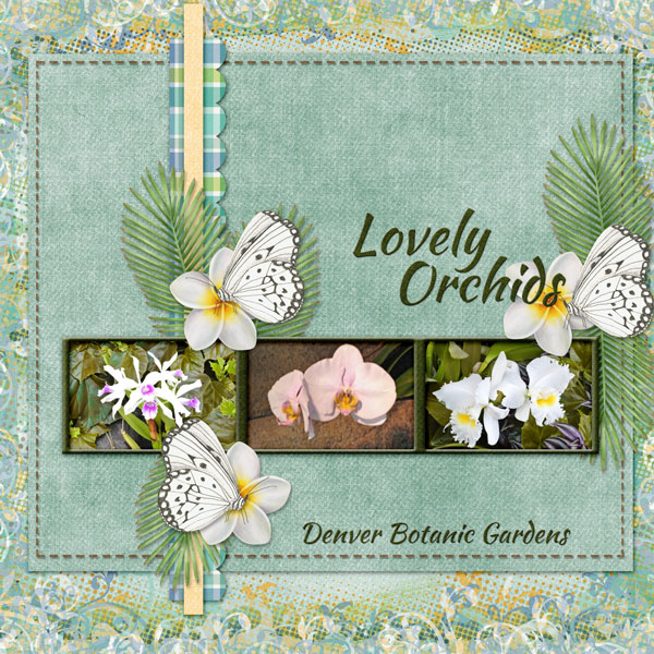 Lovely Orchids