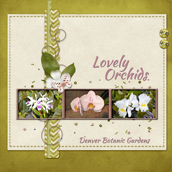 Lovely Orchids
