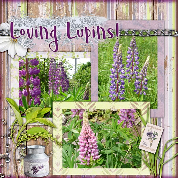 Loving Lupins