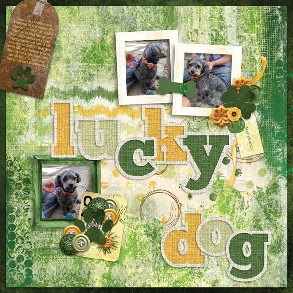 Lucky Dog