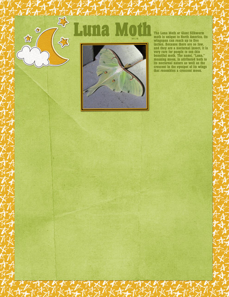 Luna Moth