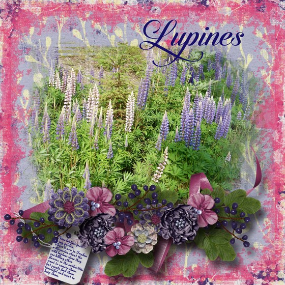 Lupines