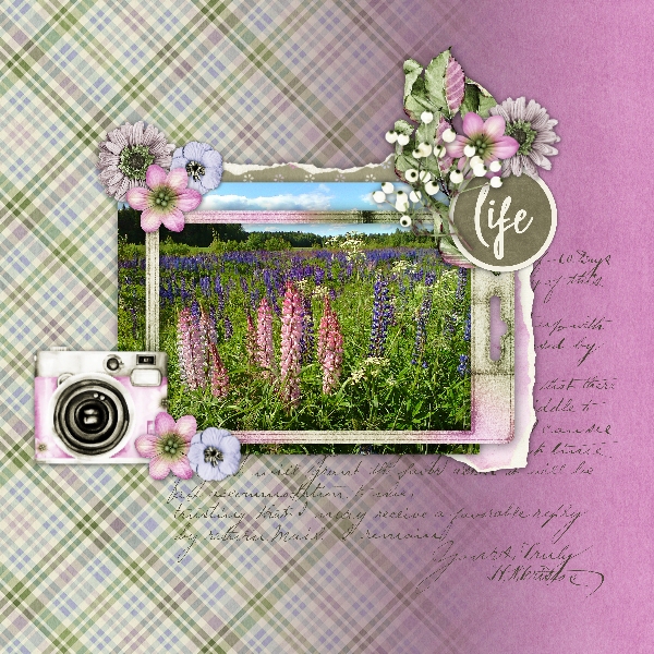 Lupines