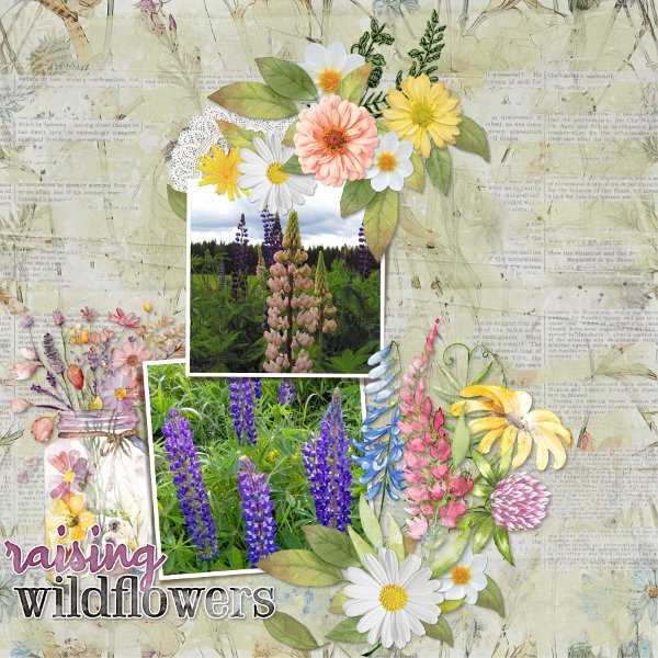 Lupines