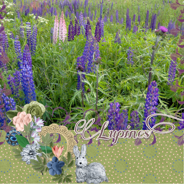 lupines1
