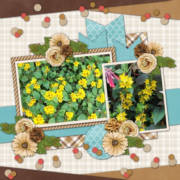 Lysimachia