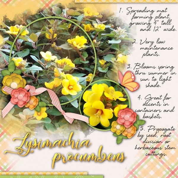 Lysimachia